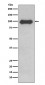 Anti-CD19 Rabbit Monoclonal Antibody